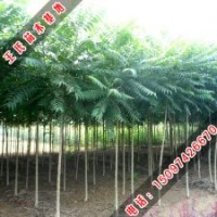 胸徑3cm 千頭椿 小苗