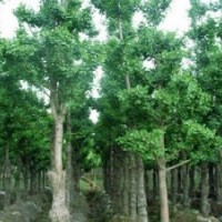 米徑20公分銀杏樹(shù)