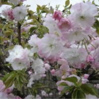 本店大量供應(yīng)各種綠化苗木櫻花,桂花,海棠