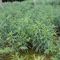 紅豆杉高10-60公分苗