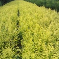 農(nóng)戶出售地接金葉榆70--90高桿3-7公分2。2米嫁接