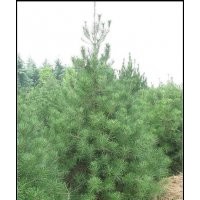 供應(yīng)白皮松1-8米白皮松油松華山松國槐側(cè)柏(圖)