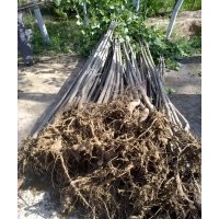 供應(yīng)優(yōu)質(zhì)速生楊107