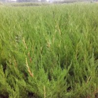 供應(yīng)綠化小龍柏20----50冠幅