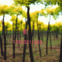 火炬苗 火炬樹苗 火炬樹基地 火炬苗基地 火炬樹苗