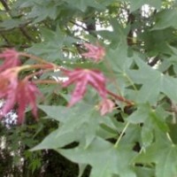 供應五角楓小苗 五角楓價格 五角楓種植基地