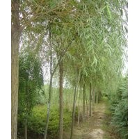 苗農(nóng)供應柳樹 柳樹種植基地 速生柳價格 漳河柳價格、旱柳價格、