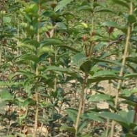 供應(yīng)桂花小苗，紫薇小苗，廣玉蘭小苗，櫻花小苗，紅葉李小苗