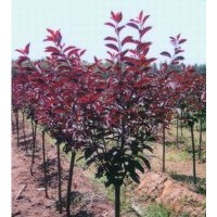 供應(yīng)紅葉碧桃紫葉矮櫻紫葉李榆葉梅