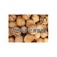 供應(yīng)核桃籽蘋果籽桃胡杏胡國(guó)槐籽