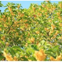 大量供應(yīng)綠化苗木小苗桂花,月桂,四季桂