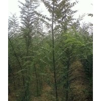 售：2-3-4-5公分國槐，13731618917