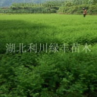 30公分高水杉樹苗 水杉樹小苗 湖北利川水杉種苗