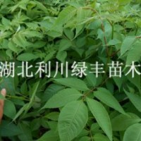 供應(yīng)湖北利川黃柏樹(shù)苗批發(fā)川黃柏苗 黃柏種子價(jià)格黃柏苗價(jià)格