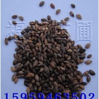 馬尾松種子 馬尾松種