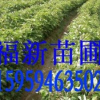 樟樹(shù)苗 香樟 香樟種子 香樟苗