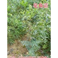 大量供應(yīng)優(yōu)質(zhì)皂角苗，山西皂角苗!!