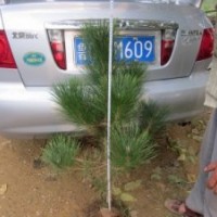 供應(yīng)黑松樹苗 黑松小苗 山東黑松苗