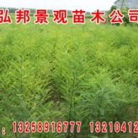 供應(yīng)速生國(guó)槐小苗、速生國(guó)槐半成品悶子