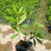 福建毛杜鵑，泉州毛杜鵑，毛杜鵑袋苗，毛杜鵑行情