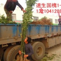山東供應-速生國槐-速生白蠟2號