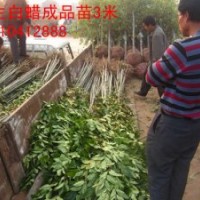 弘邦苗木公司直銷2-3.5米高速生白蠟