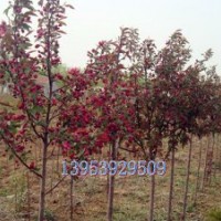 低價(jià)供北美海棠