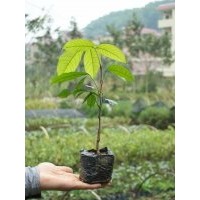 供應(yīng)無憂樹小袋苗，20-30公分高，冬櫻花、小葉紫薇、竹柏、桂花