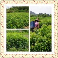 出售香樟小苗20-1米高