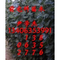 出售：1.5--3公分楊樹苗