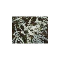 供應(yīng)珍珠繡線菊大苗