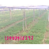 供應(yīng)2年白皮松、2年油松、國(guó)槐苗