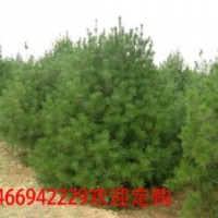 白皮松山西白皮松價格全冠白皮松基地