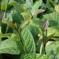 出售苗凹脈金花茶苗