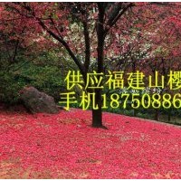 供應(yīng)福建山櫻花小苗