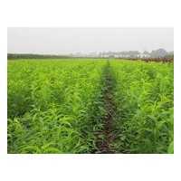 龍柱碧桃苗龍柱碧桃苗價格山東龍柱碧桃苗龍柱碧桃苗產(chǎn)地