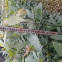 供應(yīng)金絲楠木小苗