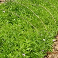 供應(yīng)鴛鴦茉莉