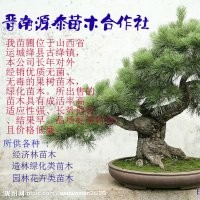 長(zhǎng)期供應(yīng)白皮松，油松，國(guó)槐苗等