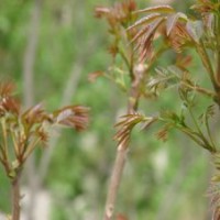 批發(fā)供應(yīng) 香椿小苗/椿芽小苗