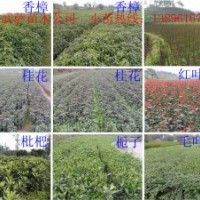 批發(fā)小苗香樟、欒樹、桂花、黃花槐、重陽木