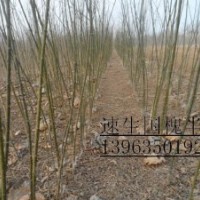 萬(wàn)畝毛白楊１０７楊國(guó)槐苗法桐苗榆樹(shù)苗白蠟苗欒樹(shù)柳樹(shù)等