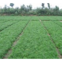 供應(yīng)油松苗 15-20公分營(yíng)養(yǎng)袋油松苗 25-30公分營(yíng)養(yǎng)袋油松
