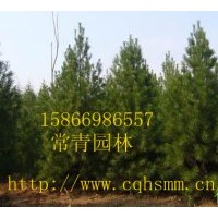 油松營養(yǎng)袋和營養(yǎng)缽苗