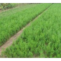 營養(yǎng)杯/側柏苗/白皮松/油松/華山松