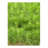 供應(yīng)高脂松苗 加勒比松苗 松木苗 松樹苗 本地松苗