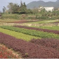 供應(yīng)紅桎木、杜鵑、四季桂花、金葉女貞、紅葉石楠