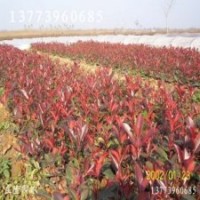 大量供應(yīng)玉蘭小苗，紅葉石楠