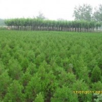 批發(fā)苗木種子/綠化小苗:銷售：柳樹，垂柳，國槐，黃連木，舉樹，