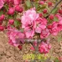 北美海棠價格 西府海棠 垂絲海棠 冬紅海棠